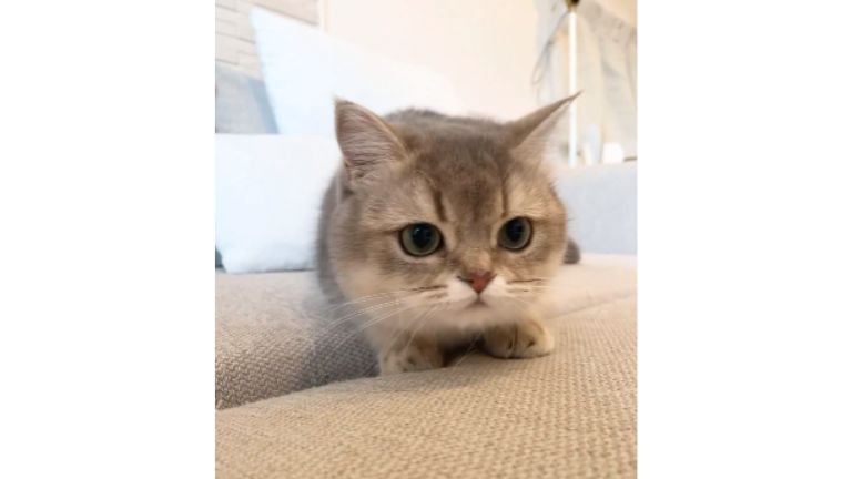 おもちゃを狙う猫