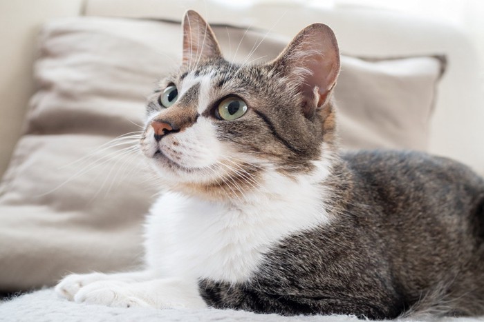 ソファの上の猫