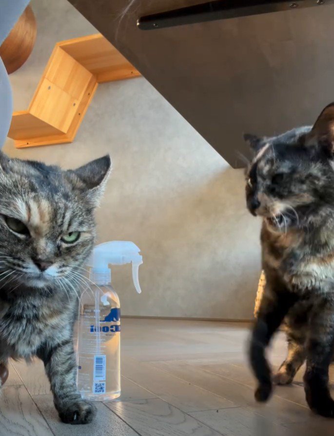 怒る猫と目線をそらす猫