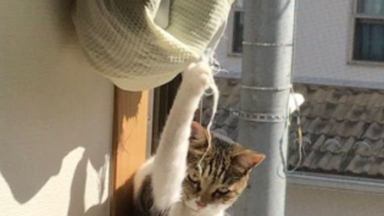 窓際にいる猫