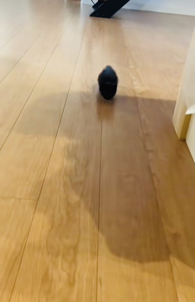 ママに向かって歩いてくる赤ちゃん猫