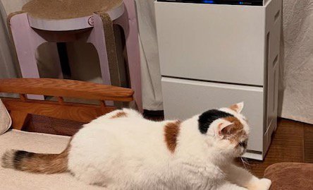 ソファの上に座る猫