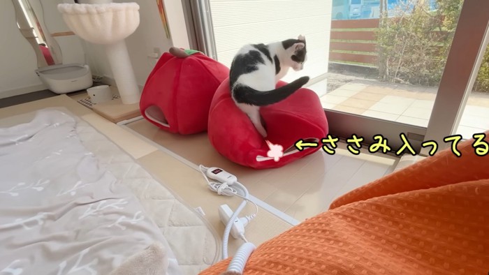 ドーム型クッションによじ登る猫