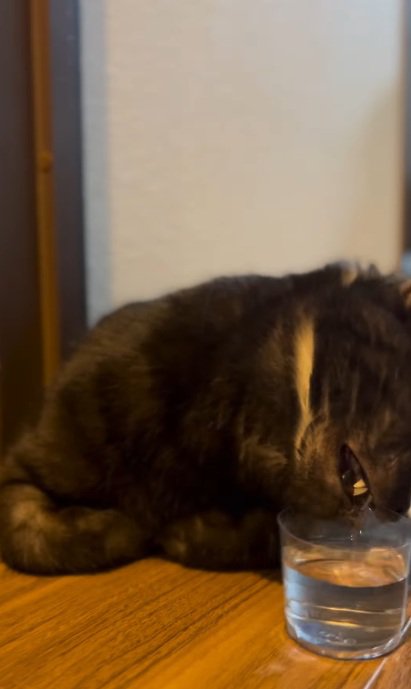 水の器を口でつかむ黒猫