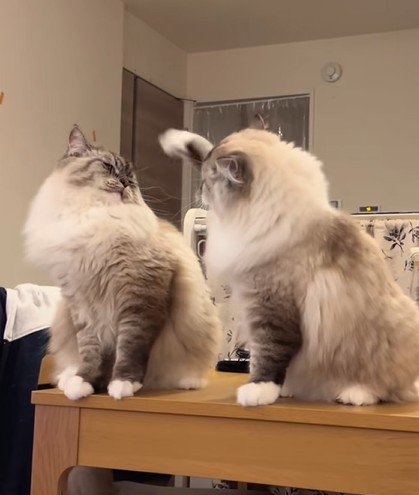 拳を振り上げる猫