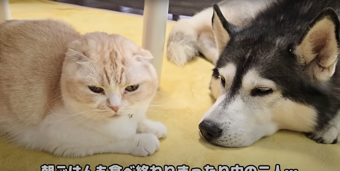 座る猫と犬
