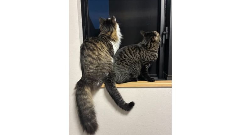窓際にいる猫