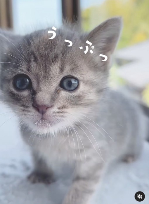 ゲップする子猫