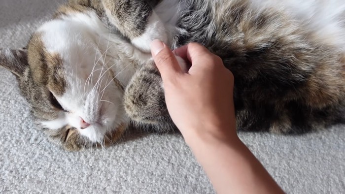 まるくんと握手