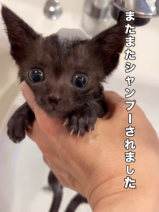 頭に泡を乗せた子猫