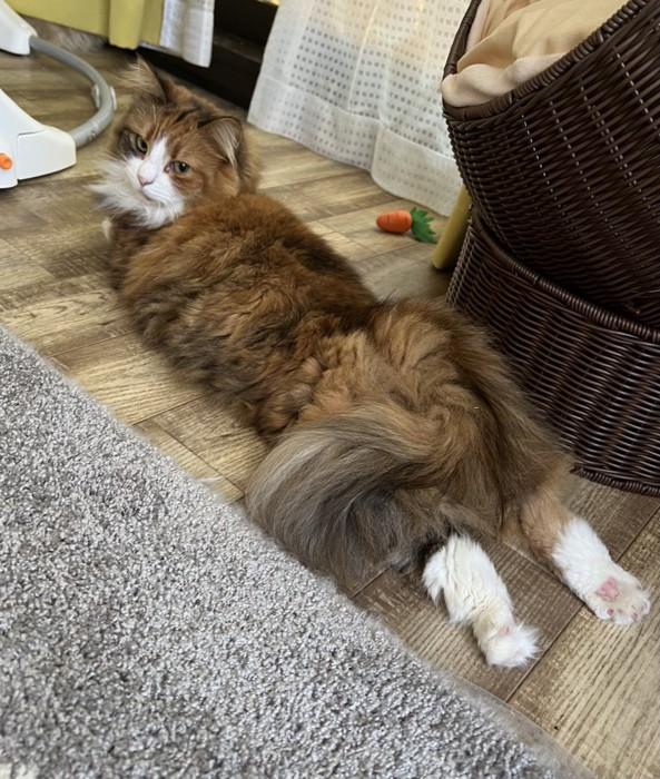 床にお腹を付けて振り返る猫