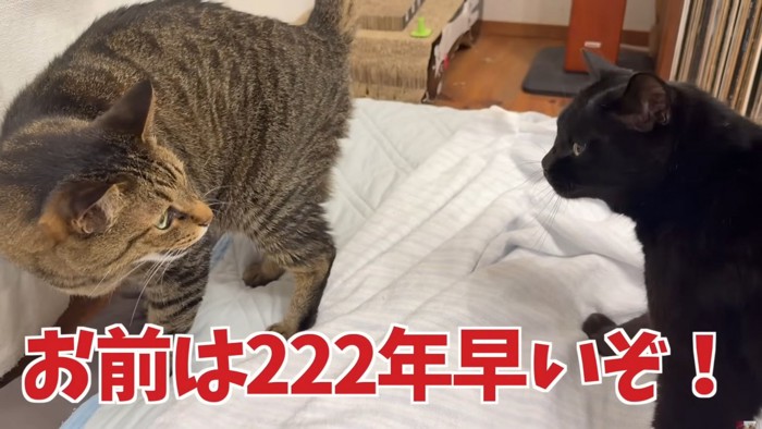 後ろからついてきた黒猫を牽制するキジトラ