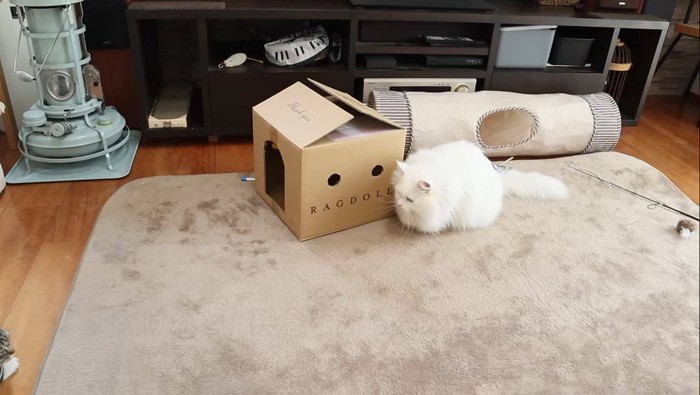 段ボール横のシロちゃん