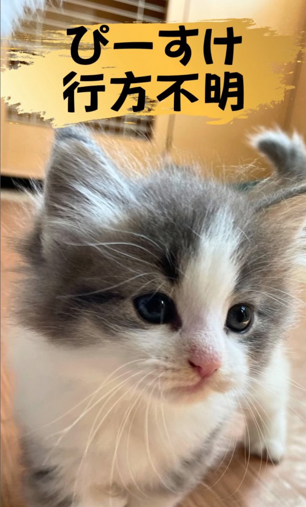 子猫が行方不明に