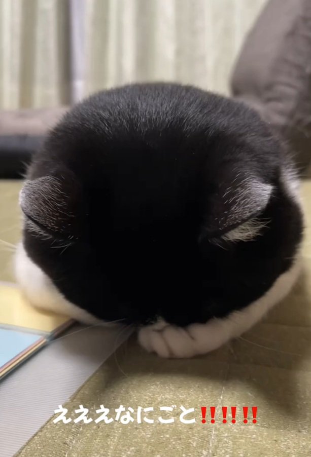 ごめん寝するトトくん