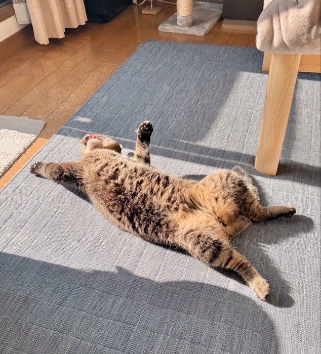 キジトラ猫が仰向けになって日向ぼっこしている様子