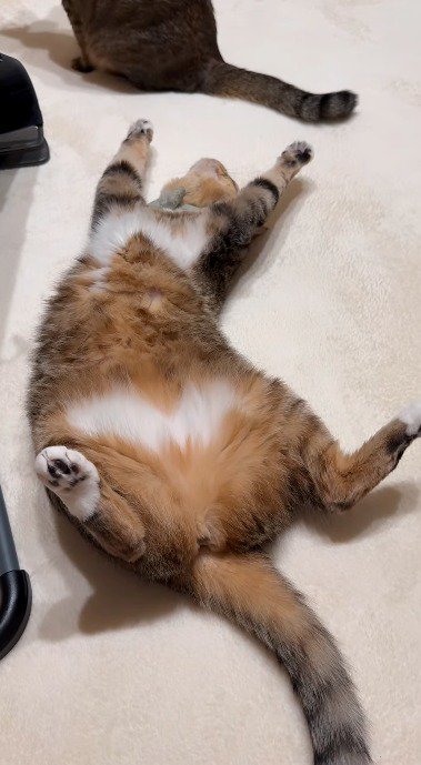 床に仰向けで寝転がる猫