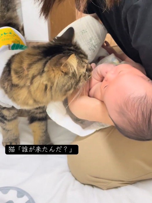赤ちゃんの顔に近づく猫
