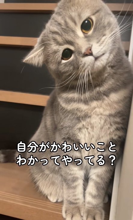 階段の上に座って首を傾げている猫