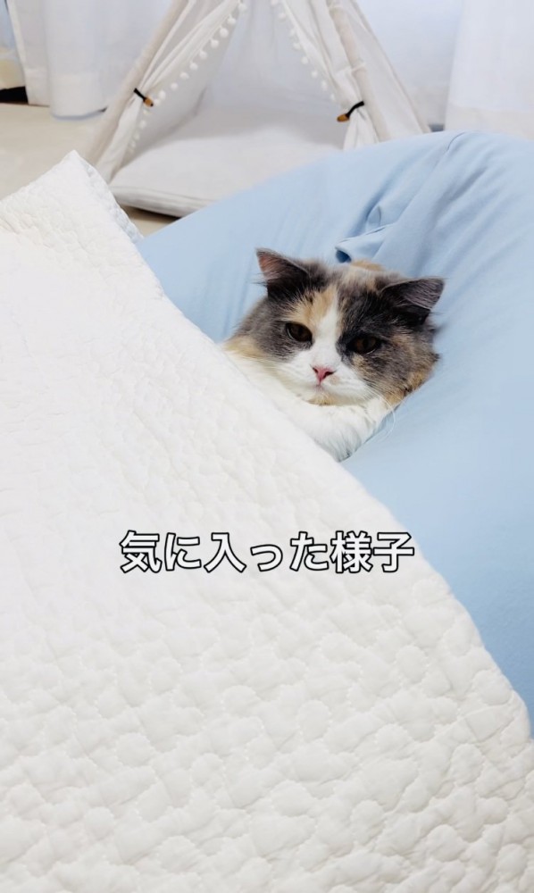 クッションでくつろぐ子猫