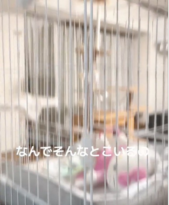 空のケージ