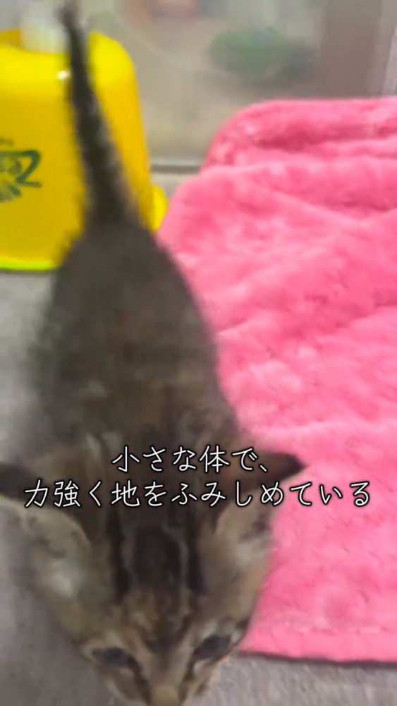 カメラに近づく子猫
