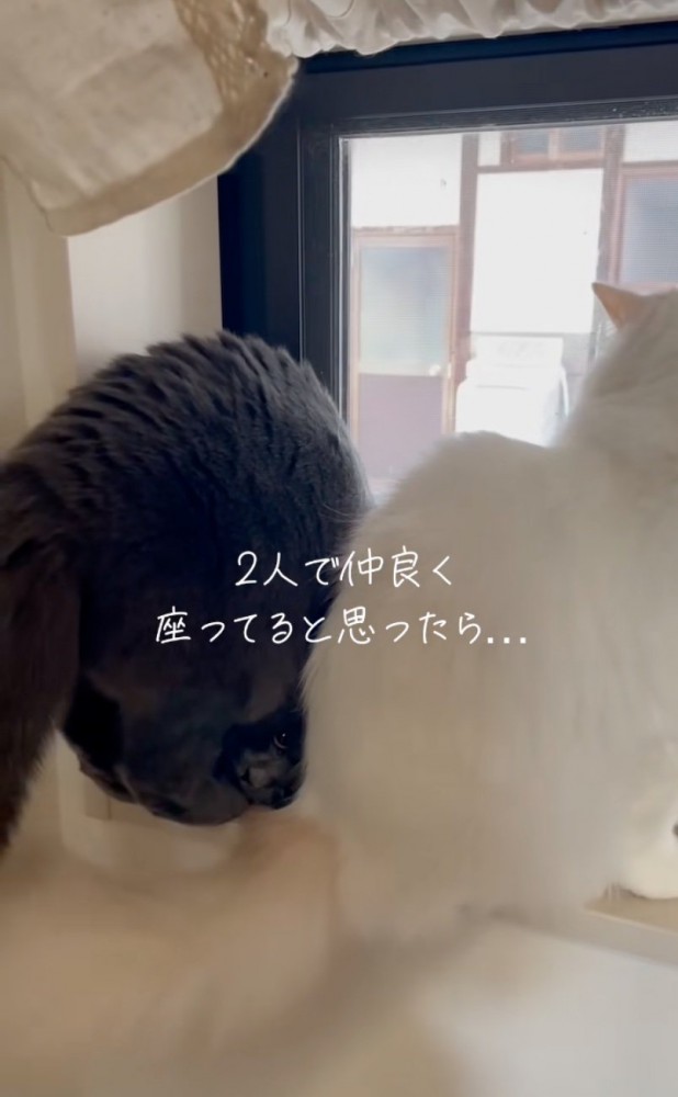 黒い猫と白い猫の後ろ姿
