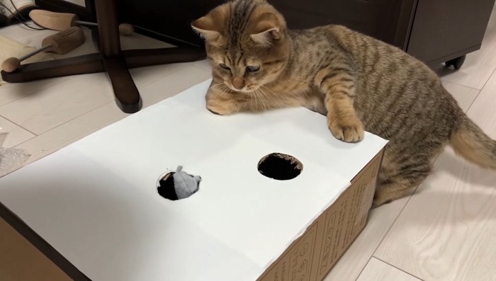 前足を突っ込んで