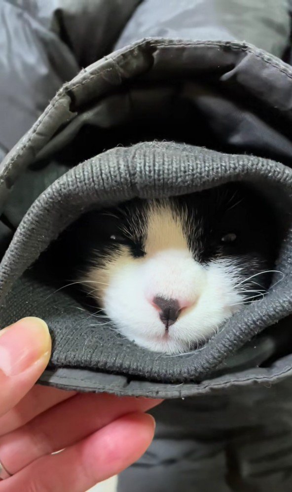 袖の中の猫