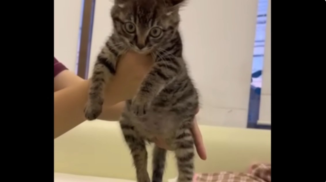 手で抱えられているキジトラの子猫