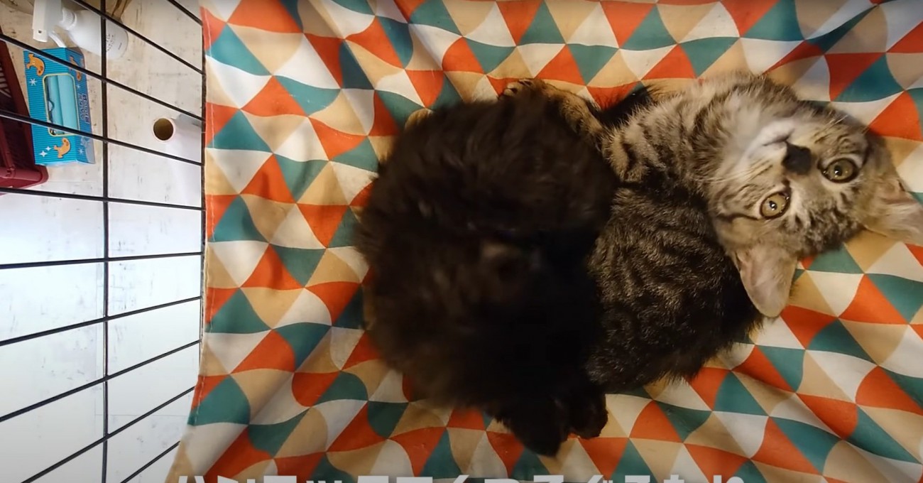 カメラ目線のカットちゃん