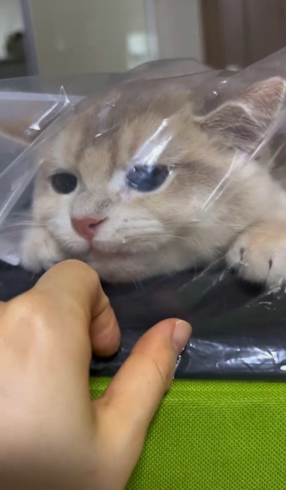 人の手を見つめる猫