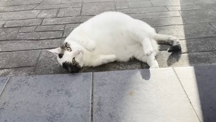 玄関先でコロコロ