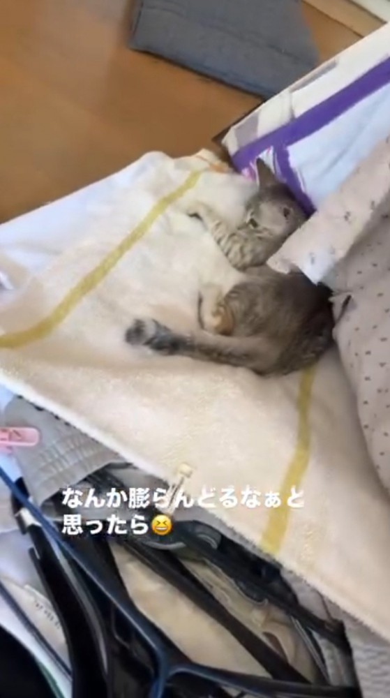 周囲を見渡す子猫