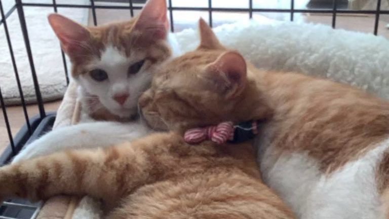 寝ている猫たち