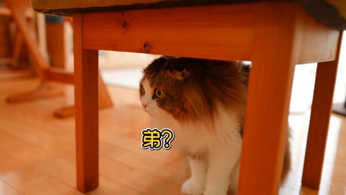 「弟?」テロップと猫