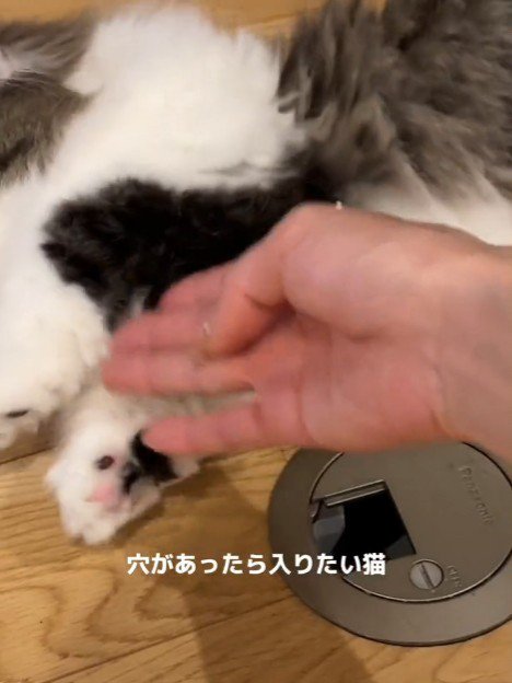横になる猫