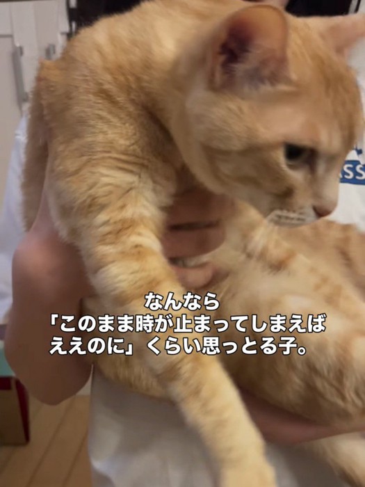 抱っこされ下を見ている猫