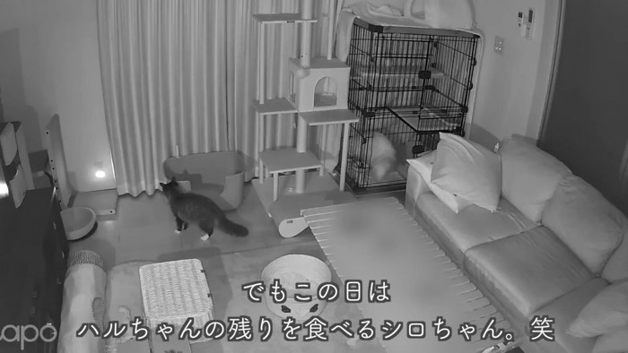 テロップ「でもこの日は~」