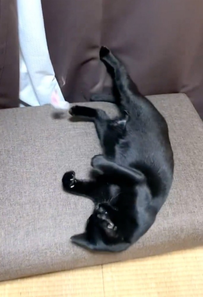 おもちゃで遊ぶ黒猫