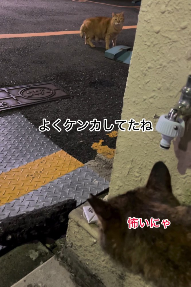 見つめ合う2匹の猫