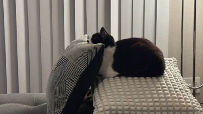 クッションに乗る猫