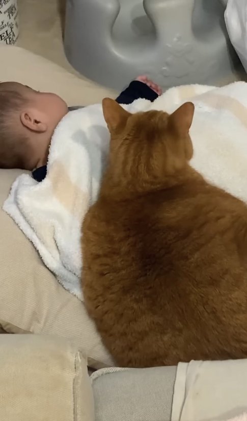 寝ている赤ちゃんの真横で香箱座りをしている猫の後ろ姿