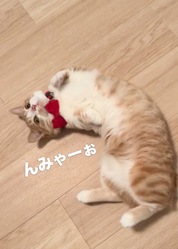 見上げる猫