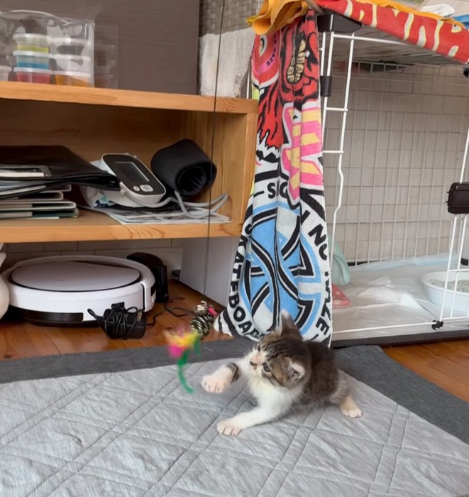 遊ぶ子猫
