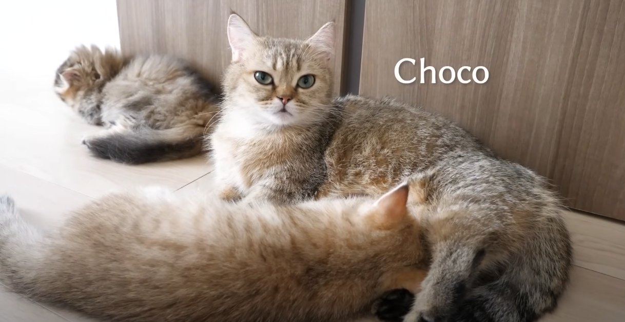 寝そべる猫のお腹に顔をうずめて寝る猫