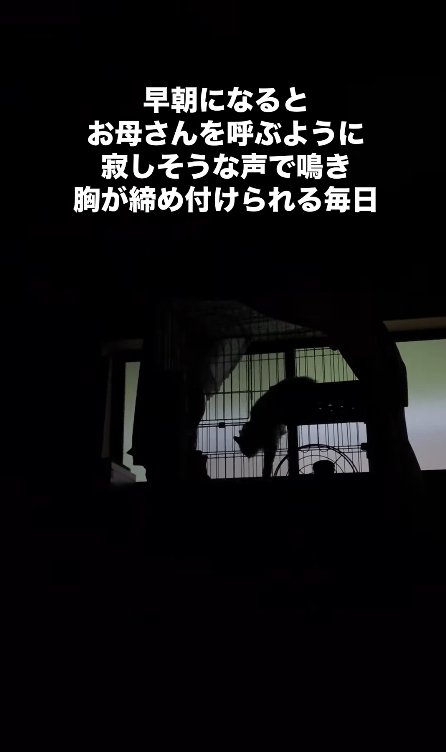 窓を背景に浮かび上がる猫のシルエット