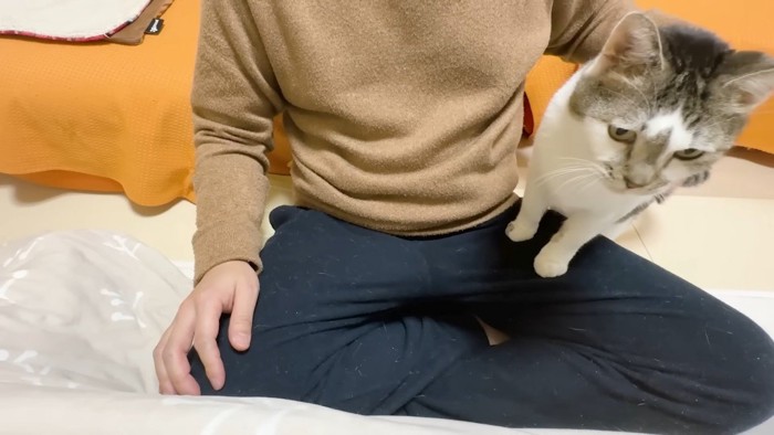 膝に前足をかけた姿