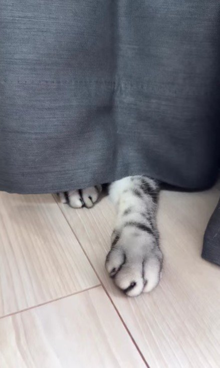 カーテンから覗く猫の足