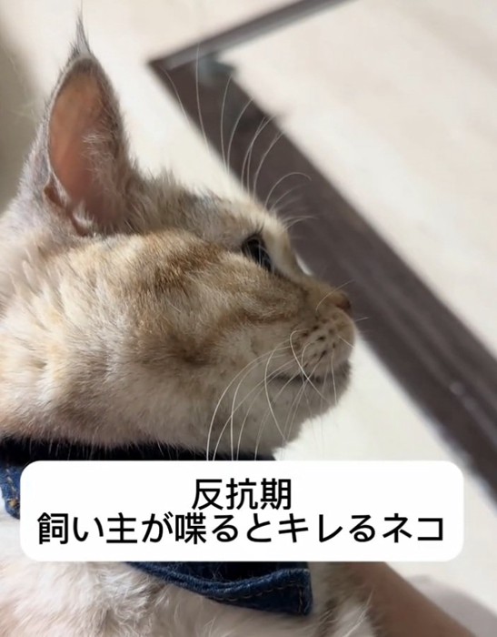 ご機嫌斜めな猫